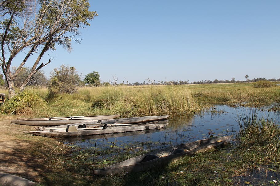 botswana, the okavango delta, mokoro, water, plant, sky, tranquility, HD wallpaper
