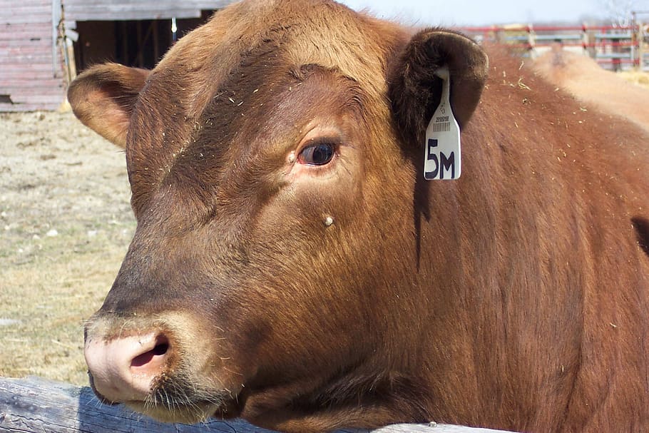 red, angus, bull, beef, meat, farm, rural, country, mammal HD wallpaper
