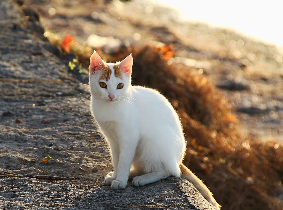 white and orange tabby cat on floor, Bokeh, Day, Light, day light HD wallpaper