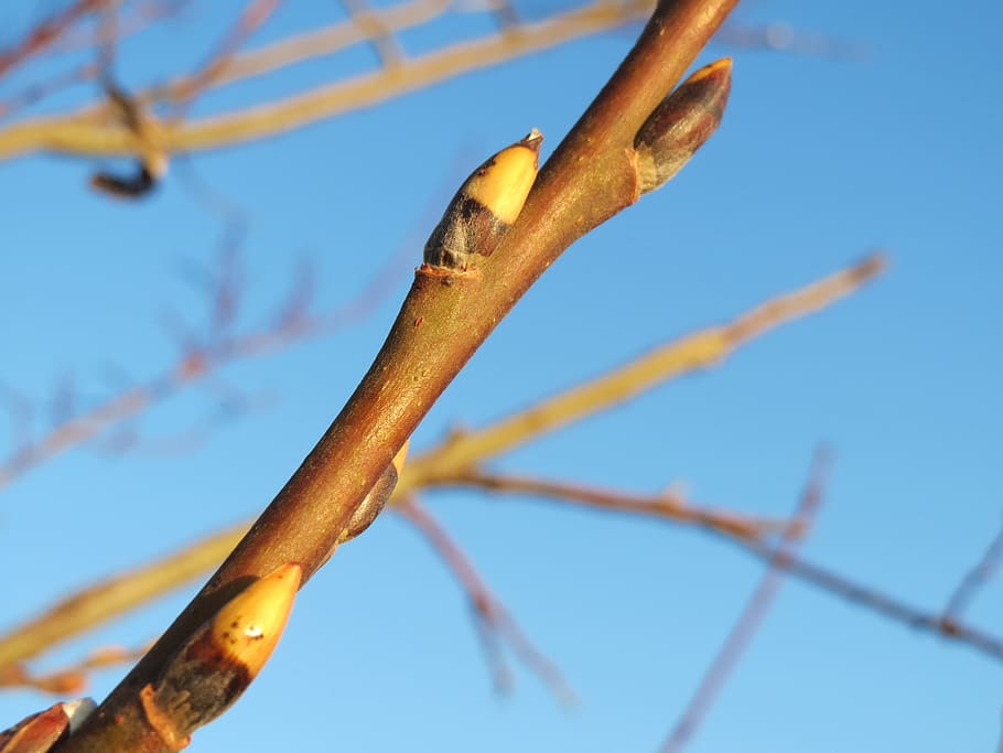salix caprea, goat willow, pussy willow, great sallow, buds