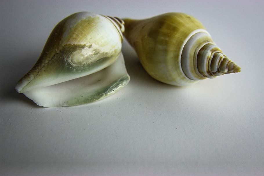 shellfish, snail, invertebrate, gastropod, nature, life, closeup HD wallpaper