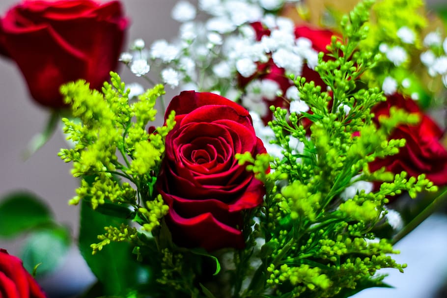 rosa, flower, plant, red, flowering plant, beauty in nature HD wallpaper