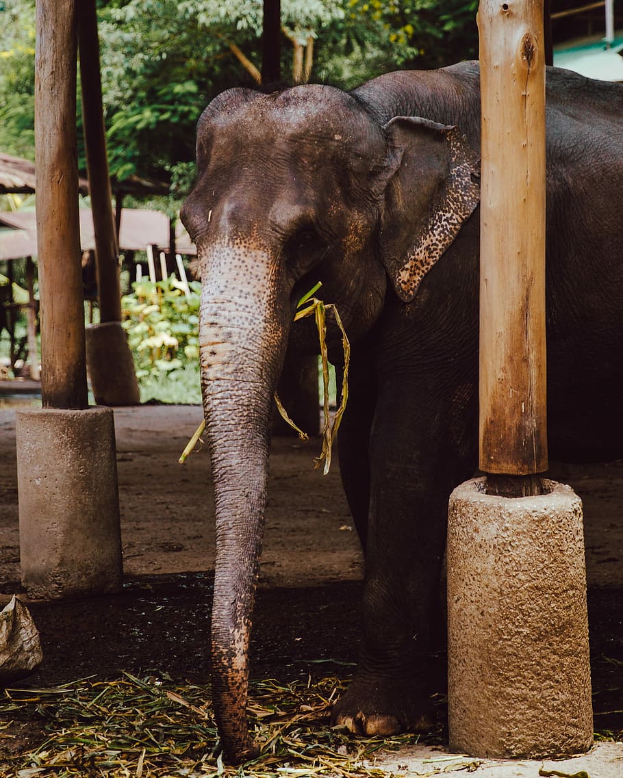 brown elephant near wooden pillar, elephant eating grass under shed HD wallpaper