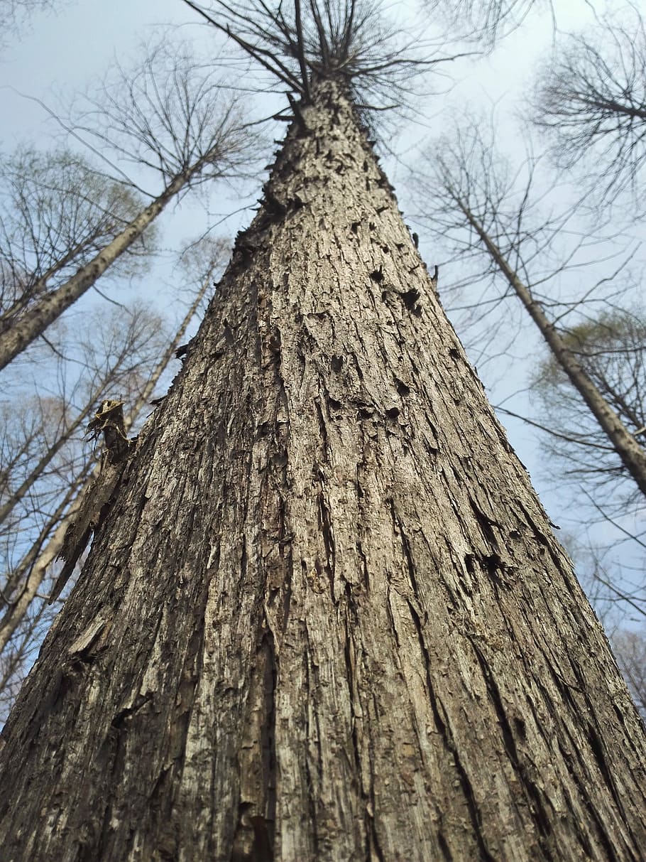 Ginseng, Day, Big Trees, Trunk, Sky, high, tree trunk, bare tree HD wallpaper