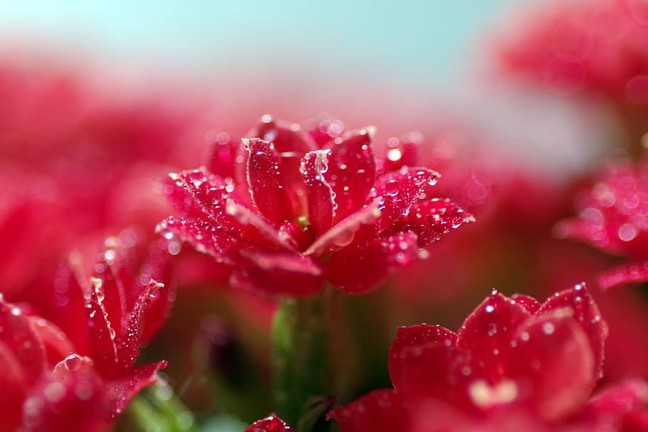 Rubella, Flower, Macro, red, tiny, rosette, drops, water, rosa HD wallpaper