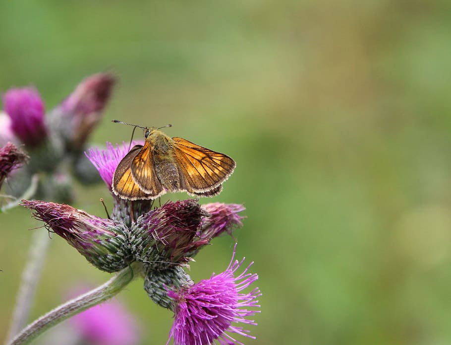 Butterfly, Insect, flower, fragility, nature, purple, butterfly - insect HD wallpaper