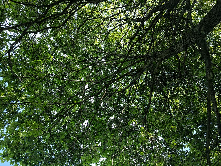 tree, shade, leafs, plant, low angle view, growth, forest, land HD wallpaper