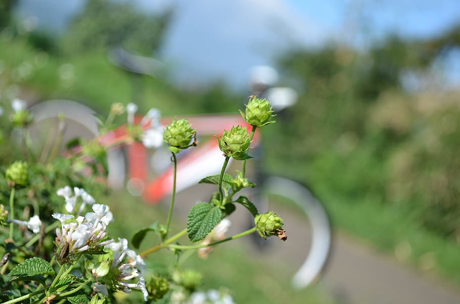 green leafed plant, flowers, bike, macro, travel, break, garden, HD wallpaper