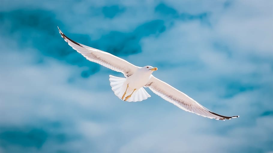 seagull during daytime, portugal, algarve, bird, flying, nature, HD wallpaper