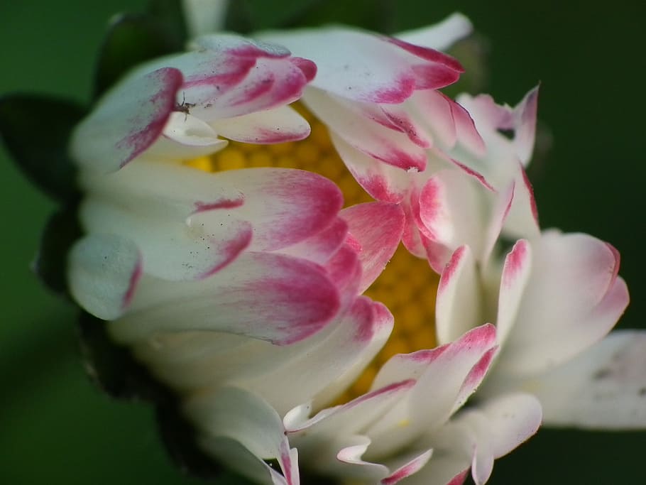 daisy, blossom, bloom, pink, lawn flower, flowering plant, vulnerability HD wallpaper