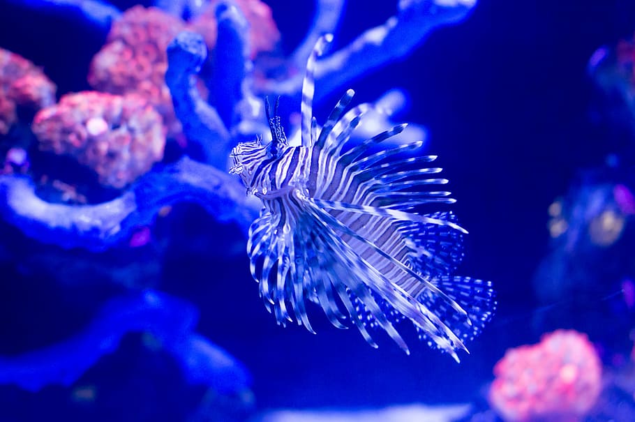 Page 2 | lionfish 1080P, 2K, 4K, 5K HD wallpapers free download