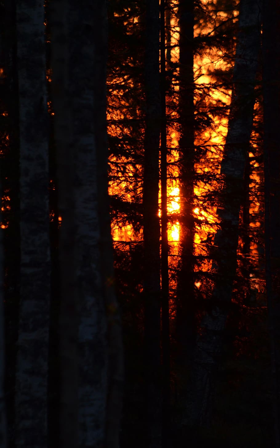forest, sunrise, glow, tree, beautifully, land, no people, nature HD wallpaper