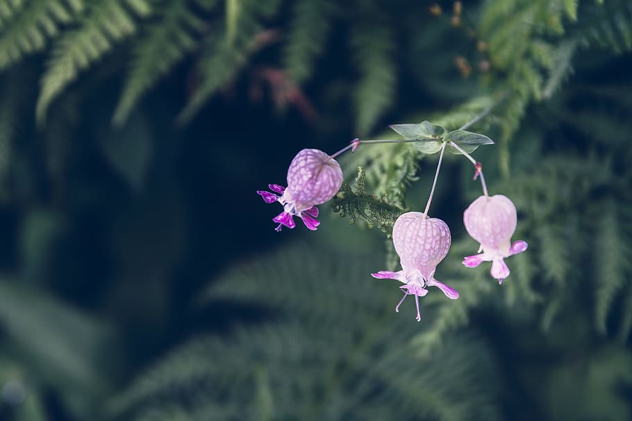 pink flowers with green leaves, shallow focus photography of purple flowers HD wallpaper