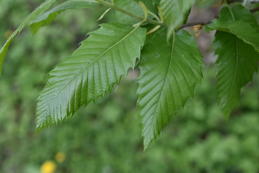 leaf, nature, plant, environment, tree, branch, plant part HD wallpaper