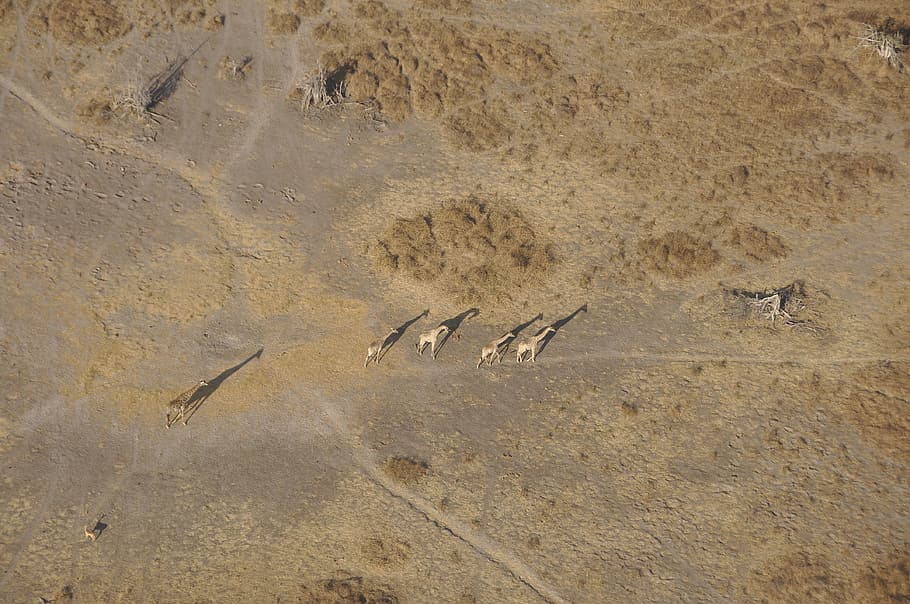 Giraffes, Okavango, Flight, sand, nature, beach, sea, footprint HD wallpaper