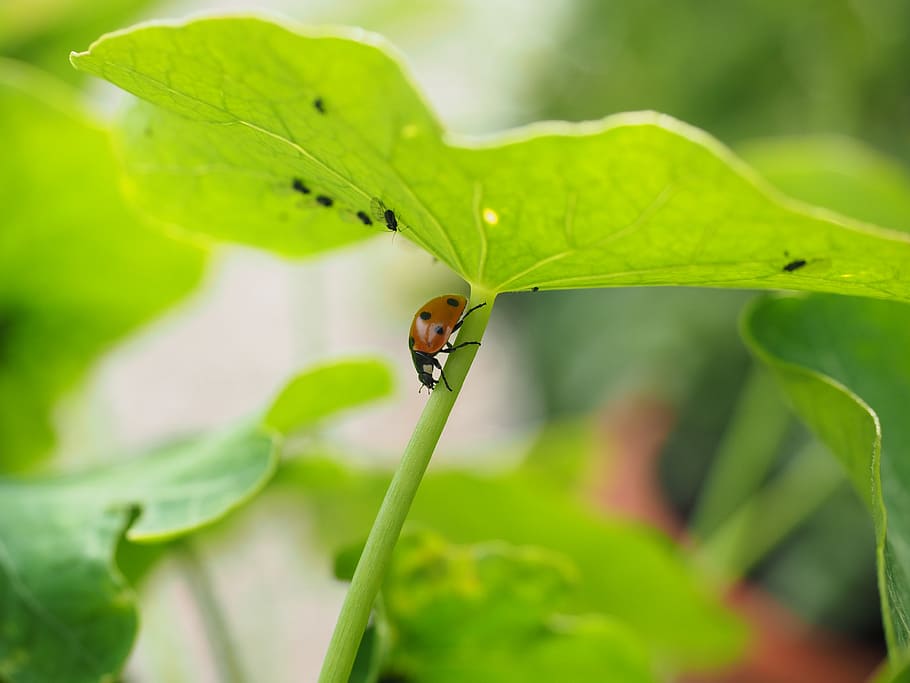 ladybug, lice, full, eat, hunting, coccinellidae, beetle, elytron, HD wallpaper