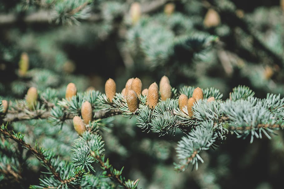 closeup photography of green pine tree, selective focus photo of green needle leaf tree HD wallpaper