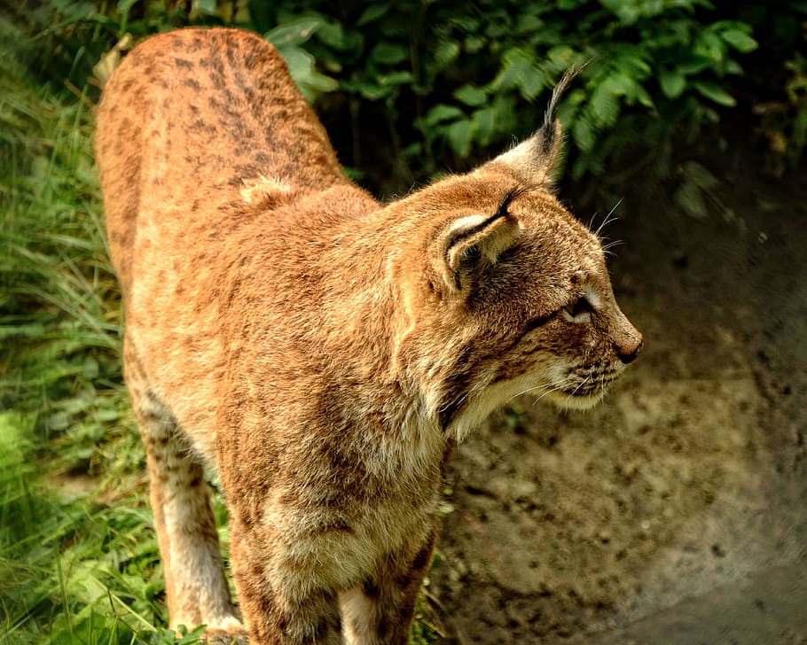 lynx, wildcat, predator, mammals, eurasischer lynx, wild animals HD wallpaper