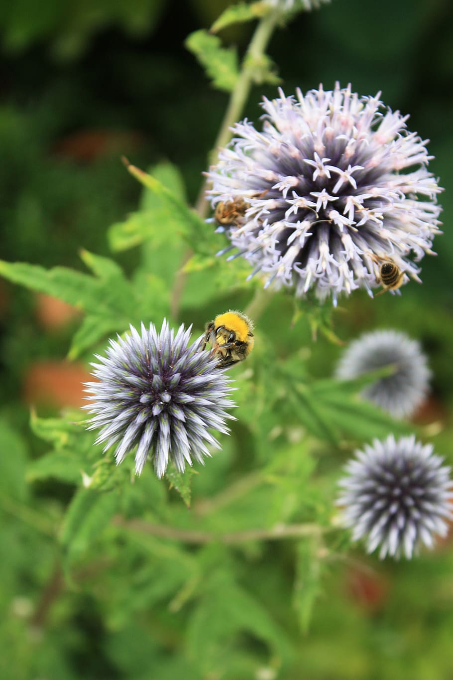 thistle, prickly, spiny, spur, bumblebees, flowering plant HD wallpaper