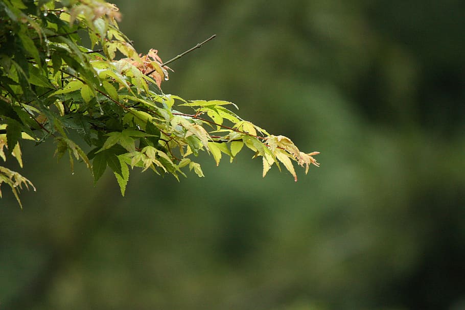 natural, forest, mystery, plant, green color, leaf, plant part HD wallpaper