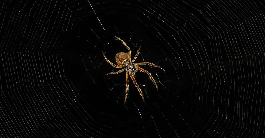spider, cobweb, nature, one animal, animal wildlife, arthropod HD wallpaper