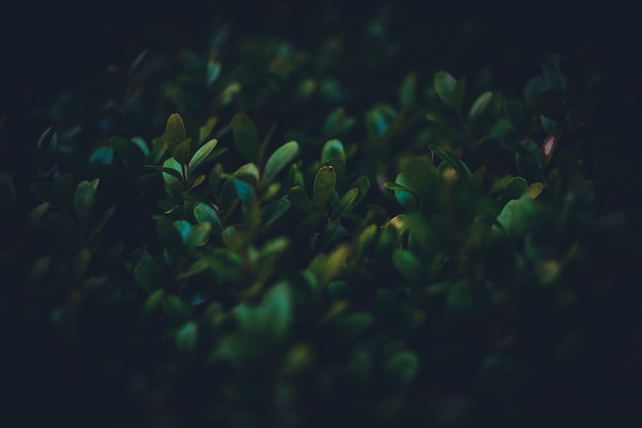 closeup photo of green leafed plants, green leafed plant, pattern HD wallpaper