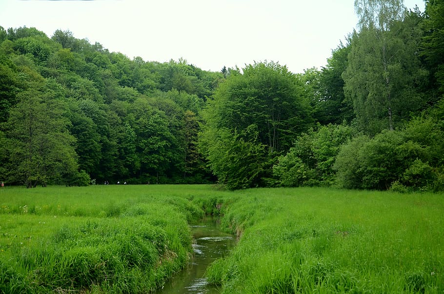 forest under gray sky during daytime, brook, river, the brook HD wallpaper