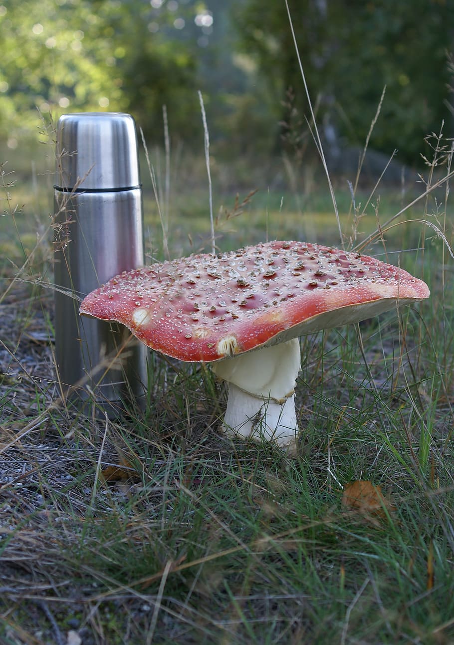 fly agaric, toxic, large, thermos, autumn, härjarö, reserve HD wallpaper