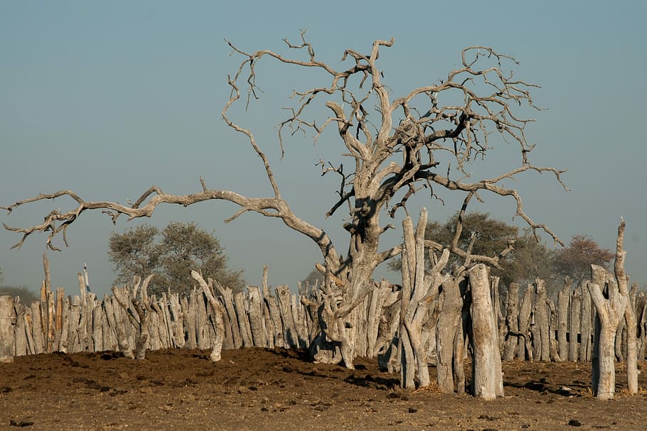 Tree, Old, Kraal, gnarled, viehpferch, botswana, weathered HD wallpaper
