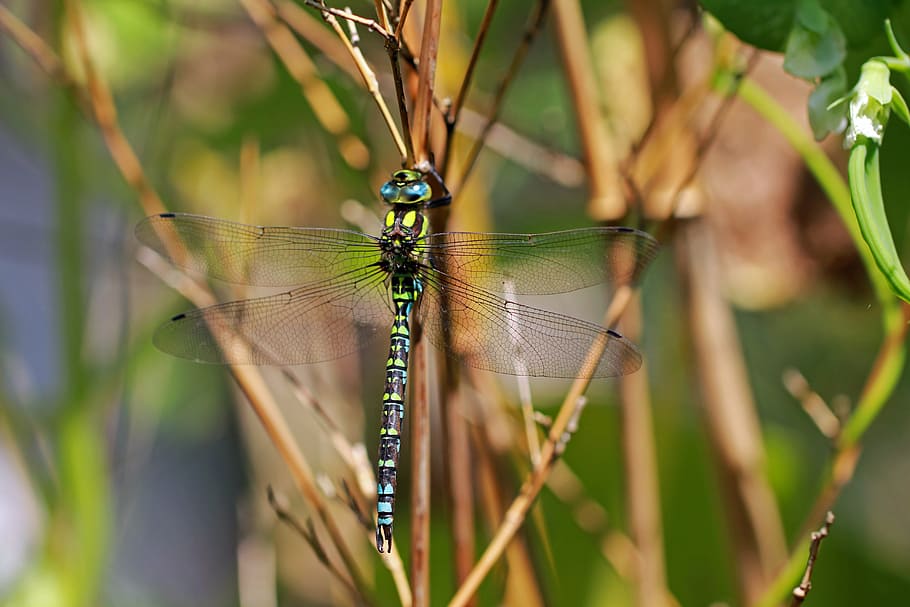 insect, nature, close, animals, dragonfly, blade of grass, plant HD wallpaper