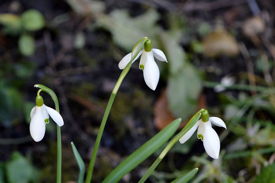 snowdrop, plant, spring, garden, close, vulnerability, fragility HD wallpaper