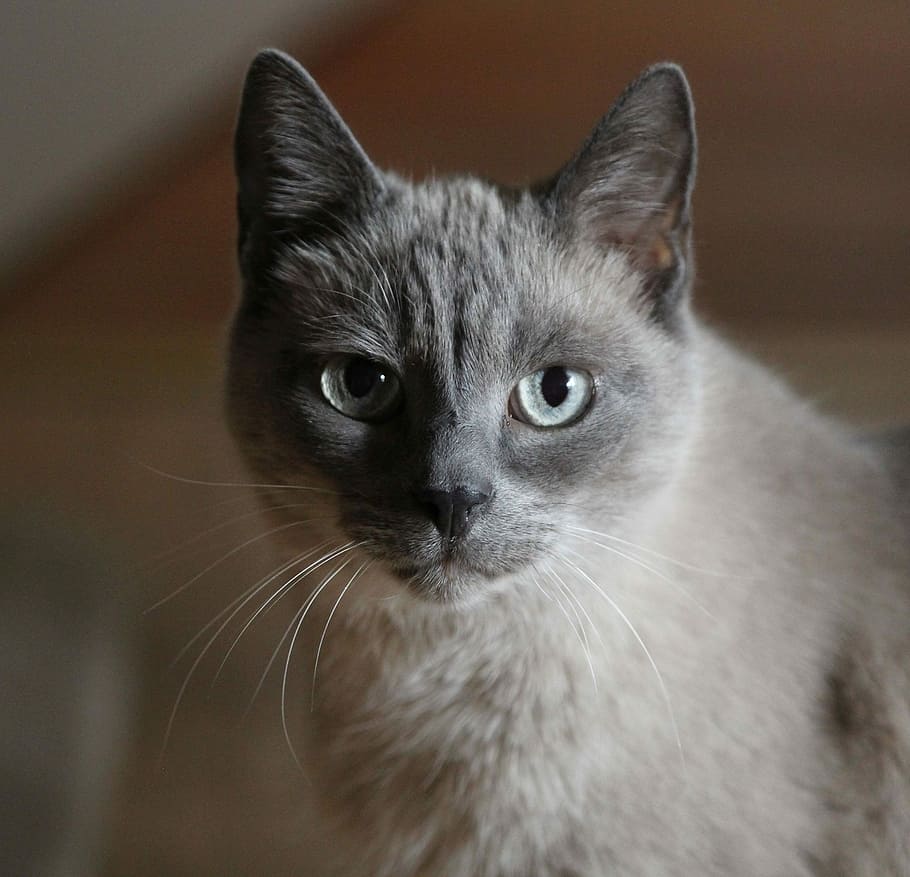 selective focus photography of short-furred grey cat, cat portrait, HD wallpaper