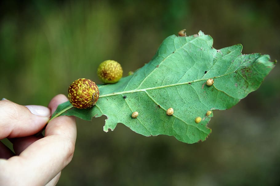 duběnka, sheet, oak leaf, disease, tree, disease of oak, parasite