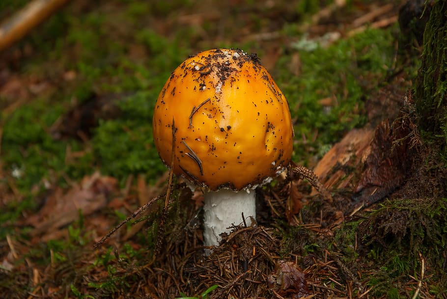 fungus, forest, fall, foam, food, vegetable, mushroom, land HD wallpaper