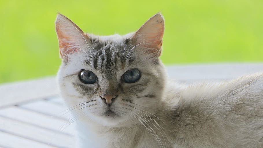closeup photo of gray cat, head, curious, careful, white grey HD wallpaper
