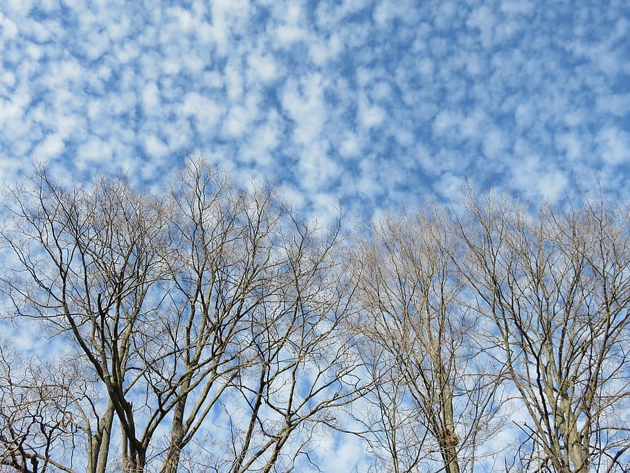 low angle photography of brown bare trees under cloudy sky HD wallpaper