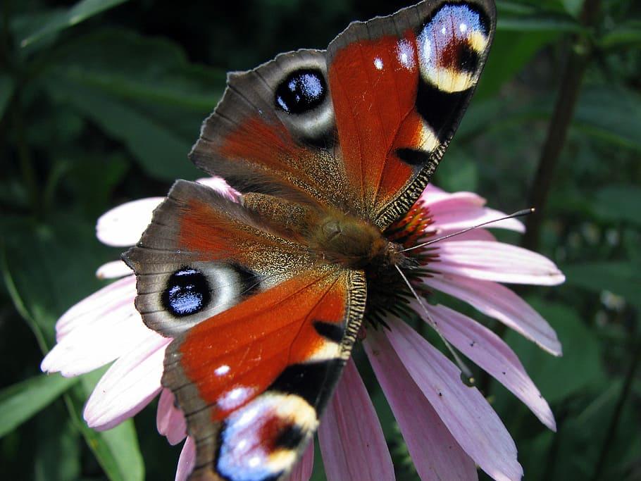 Butterfly, Garden, Insect, Macro, Flower, plant, summer, horizontal HD wallpaper