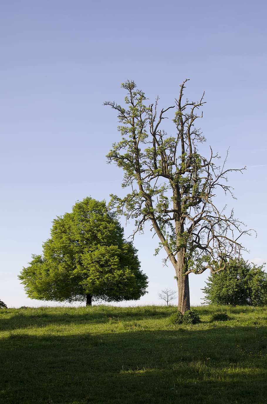 Trees, Nature, Green, sky, landscape, outdoors, grass, green Color HD wallpaper