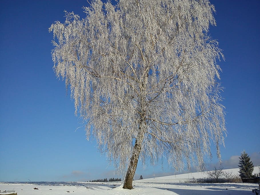 Tree, Winter, Frost, blue, clear sky, nature, snow, day, cold temperature HD wallpaper
