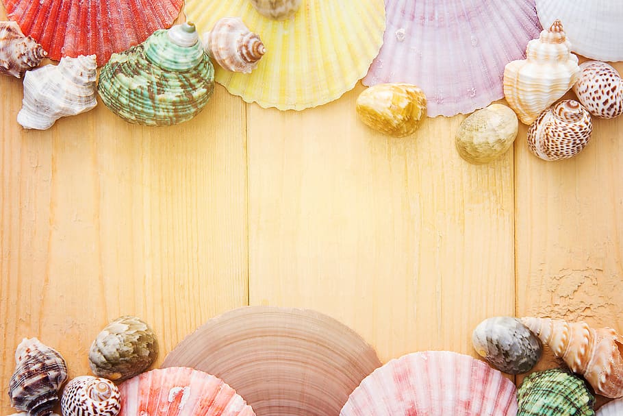 colorful, shell, calm, decor, indoors, domestic room, wood - material HD wallpaper