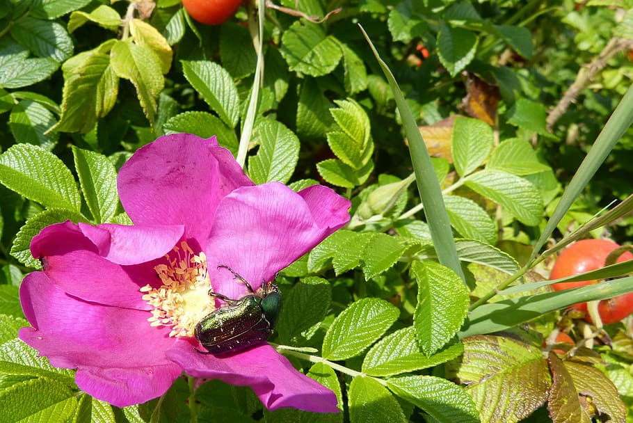 rose, rose bloom, rose beetle, aphid, nature, leaf, plant, summer HD wallpaper