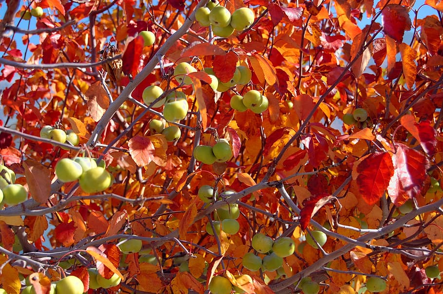 tree, nature, tree branches, tree fruit, blooming, leaf, plant part HD wallpaper