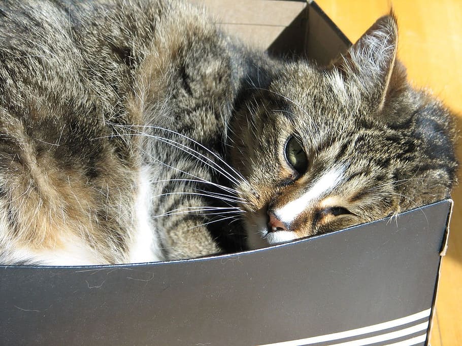 brown tabby cat in box, feline, sleeping, sunshine, domestic cat HD wallpaper
