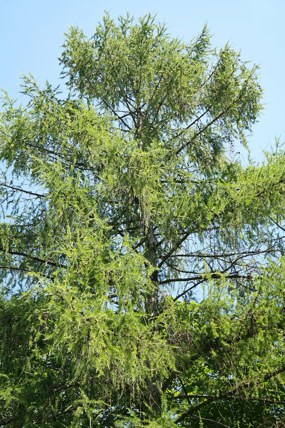 european larch, tree, conifer, aesthetic, branches, larix decidua, HD wallpaper