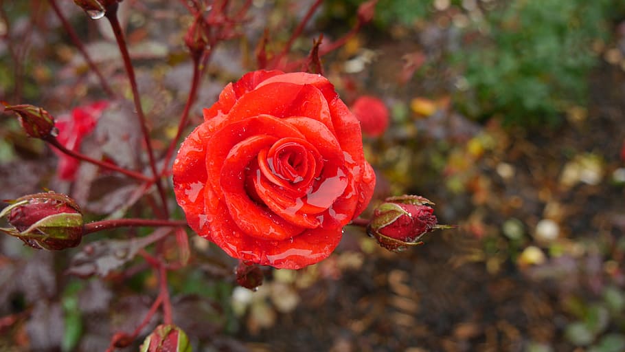 rose, red, rain, winter, plant, rose - flower, beauty in nature HD wallpaper