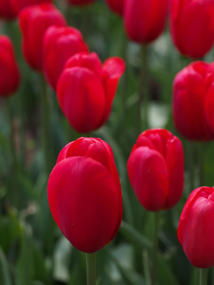 red tulip closeup photo, natural, flowers, spring, japan, plant HD wallpaper