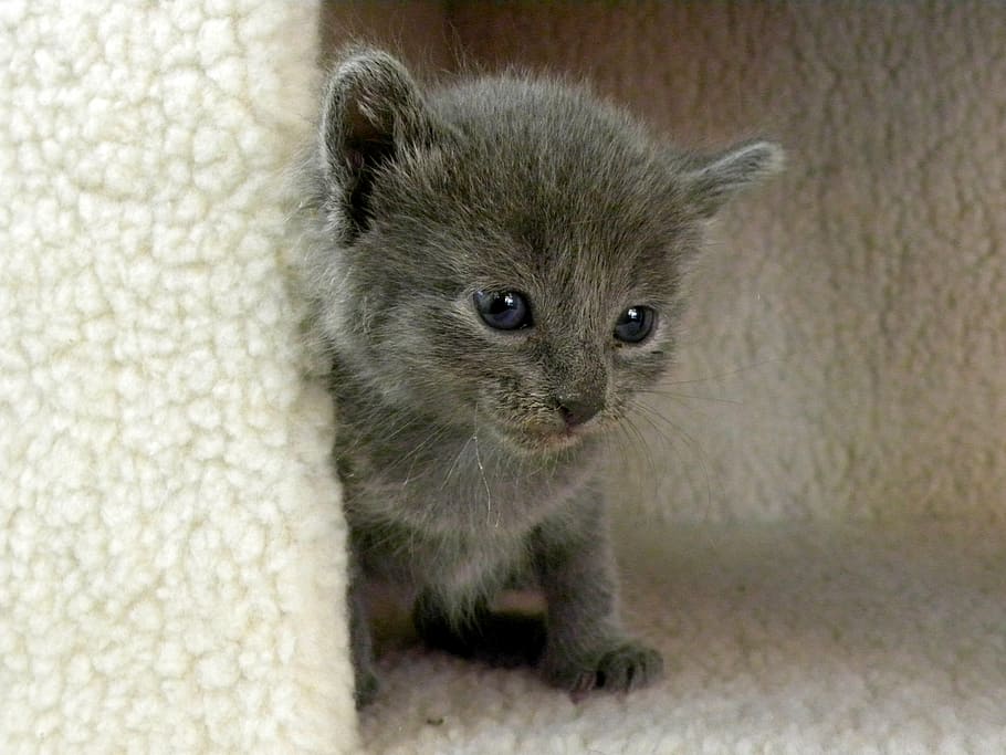 kitten, grey, life, cat, animal, cute, young, small, domestic Cat HD wallpaper
