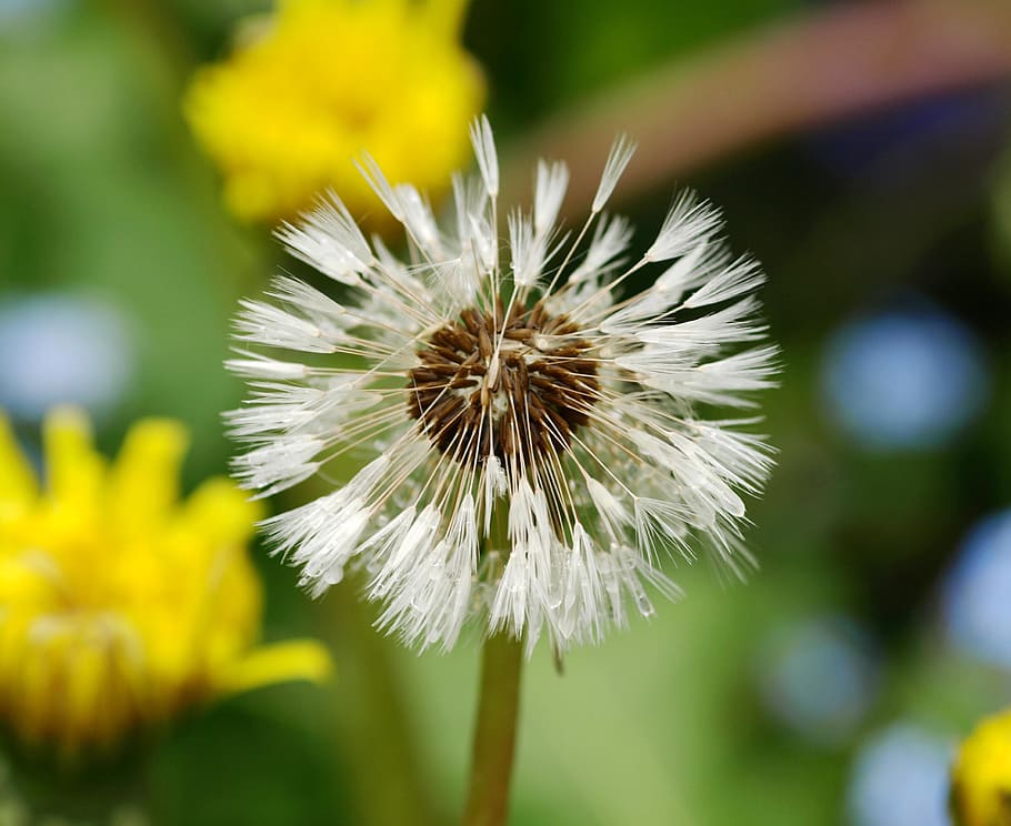 dandelion, wet, rain, nature, flower, plant, summer, close-up HD wallpaper
