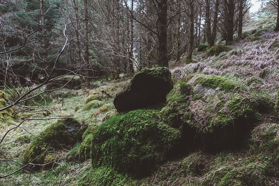 boulders, daylight, environment, forest, grass, landscape, moss HD wallpaper