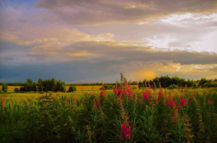 summer, sky, clouds, plant, cloud - sky, beauty in nature, growth HD wallpaper